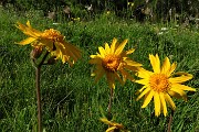 24 Giallo splendente dell'arnica montana